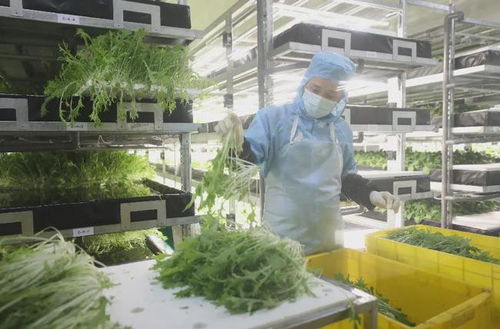 万绿湖旁的明星 河源高新区植物工厂以医药技术种出放心菜